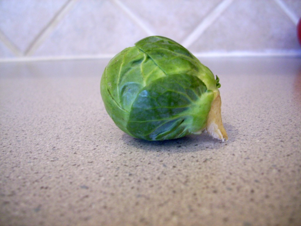 sprout